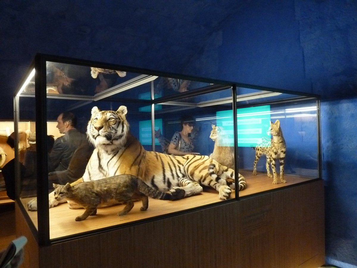ZooCitadelle's tweet photo. Visite #presse nationale du #Naturalium au #MuseumBesancon, au cœur de la @CitadelBesancon. #biodiversite #journalisme https://t.co/2ECKJEUlUE