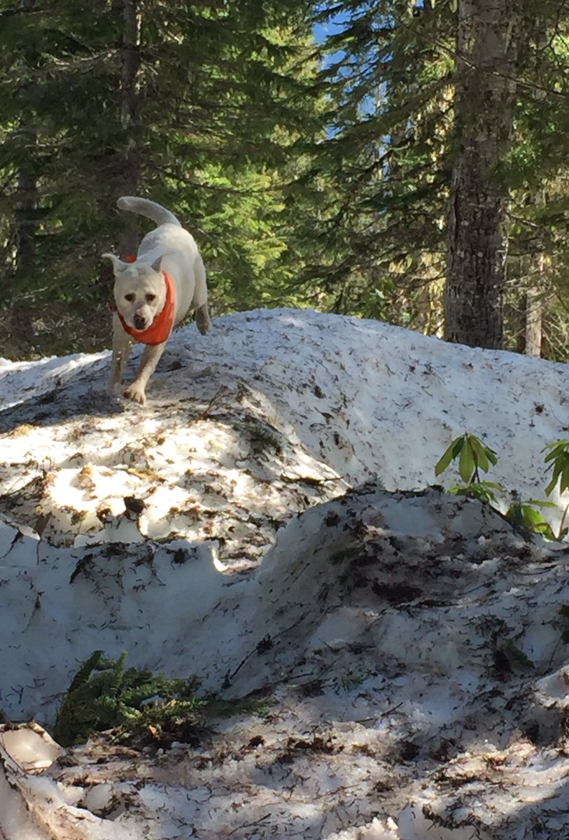 7trekky's tweet photo. 💫when you least expect it, great adventures find you🐾❤️🏔☀️🎈have a fun day friends! #ExplorerDog #MtJeffersonWilderness #pnwonderland 🌿🌷🦋 https://t.co/NphzrmGPsr