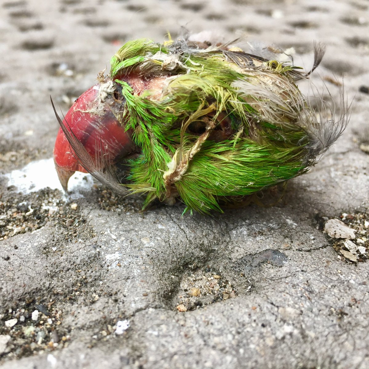 greenroofsuk's tweet photo. The #parrakeets of #Lewisham are not safe. #peregrinefalcon food. #birdsphotos #birdsphoto #birdphotography #urban #wildlife #nature https://t.co/2zpFsy2NS1