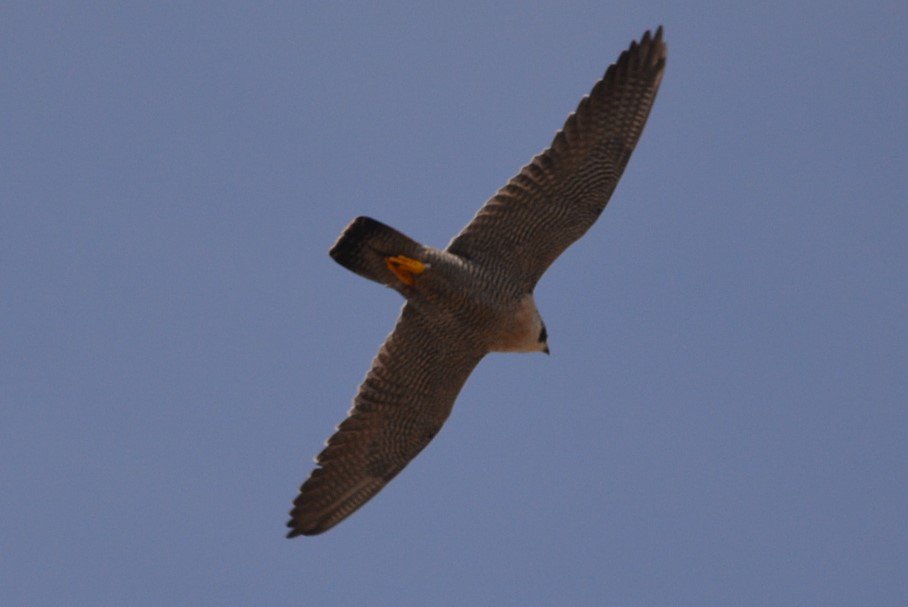 Loving the Bristol Peregrines! <3
#bristolperegrines #urbanperegrines