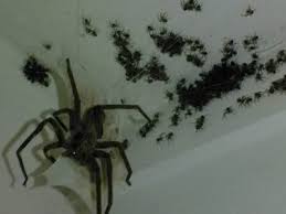 There is an average of 50,000 #spiders  per acre in green areas.