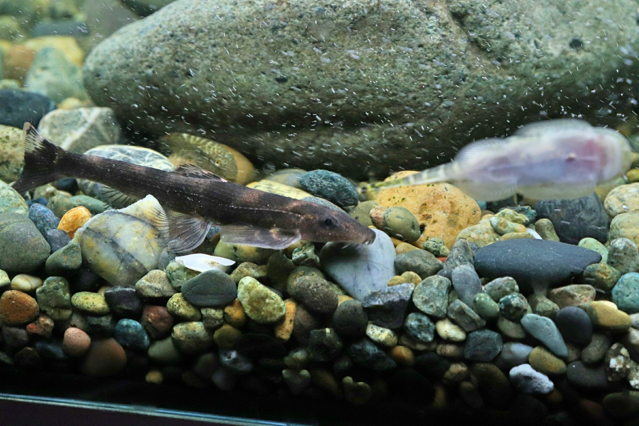 けんご 闘魚庵 ブラックリザードフィッシュ Balitoropsis Zollingeri ザラっとした鱗が特徴的な リザードフィッシュ 彼等も丈夫なのだがよく飛ぶのがちょっとね 笑 尾鰭の上の色が抜ける辺りに並々ならぬセンスを感じる 今日のタニノボリ T Co