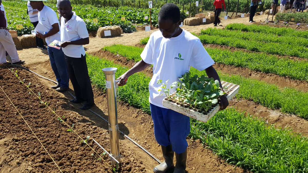 Prime Seedco tweet media