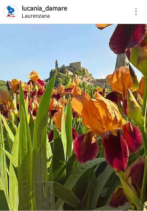 Quando la #natura e la #storia si fondano:   i risultati sono questi.
#Lucania #Laurenzana 🌸🌺🌷🌼