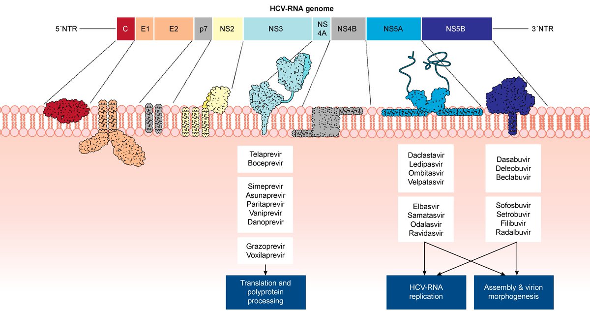 Evidence-based recommendations on the management of extrahepatic manifestations of chronic #HCV infection
bit.ly/2lZHKdt
#Hepatitis