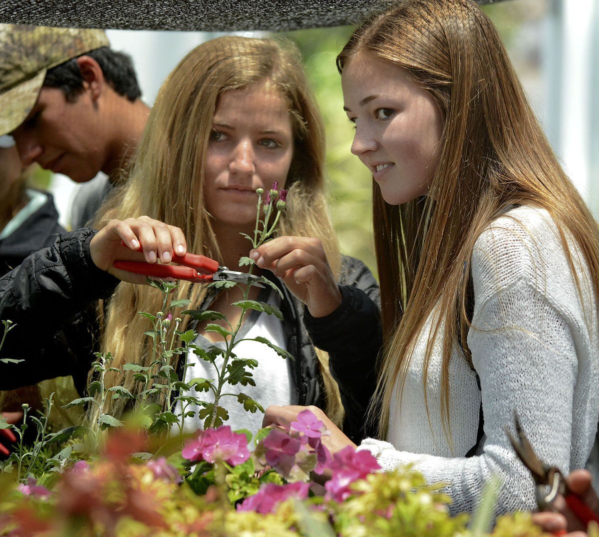 SantaMariaTimes's tweet photo. State to continue funding FFA, other technical programs after outcry https://t.co/Wz5LHvhiqy @santamaria_ffa @RighettiFFA @californiaffa https://t.co/O0SwEJMUBq