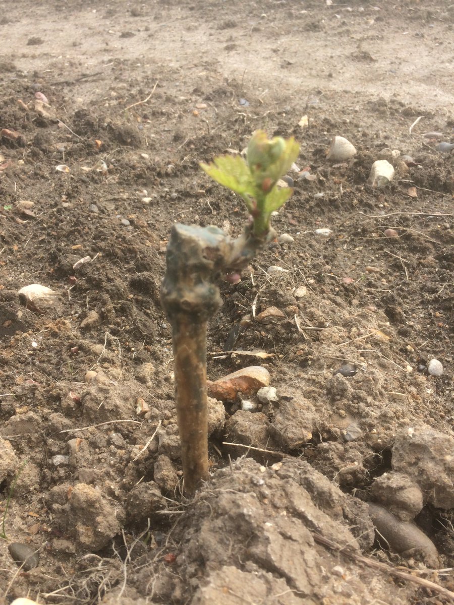 The Althorne Estate tweet media