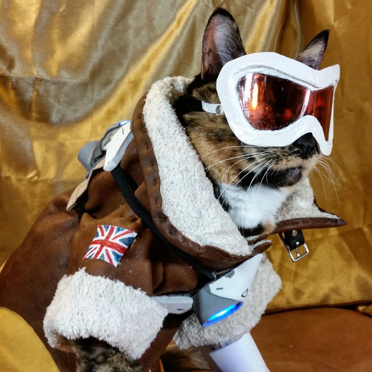 Cat Cosplay tweet media