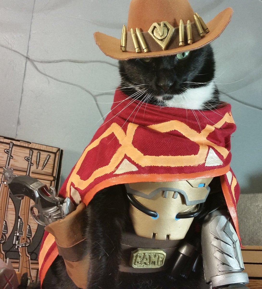 Cat Cosplay tweet media