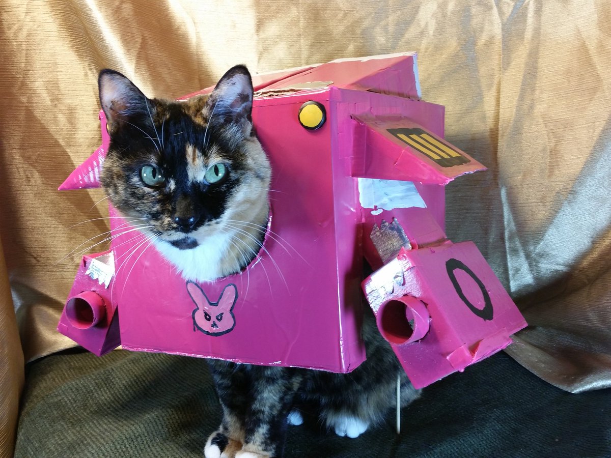 Cat Cosplay tweet media