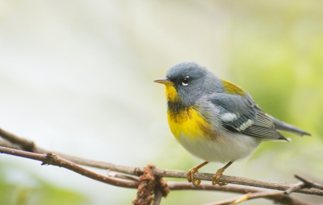 Team_eBird's tweet photo. Your #eBird data show an increasing mismatch between when plants 'green up' in the spring, and when birds return. https://t.co/yXYoOC26Bv https://t.co/Xifw1XWVQg