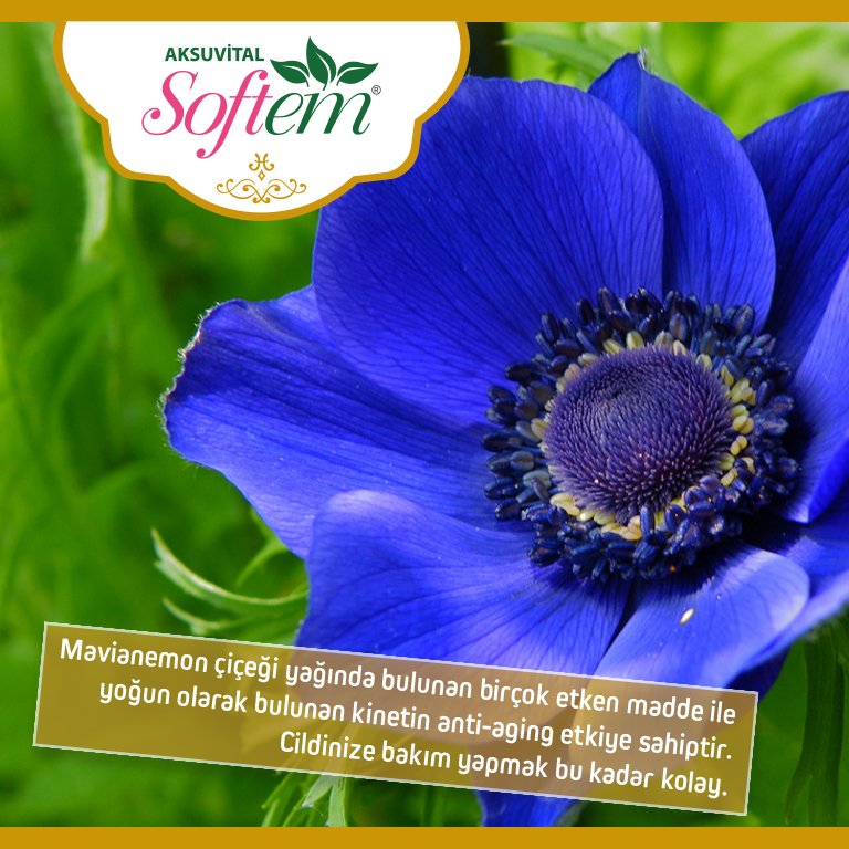 softem's tweet photo. #Softem #Mavianemon Çiçeği Kremi ile Gençleşin, Güzelleşin
#doğalkozmetik #kinetin #doğalkrem #antiaging #kırışıklık #ciltbakımı #doğalbakım https://t.co/3JBavqYcyH