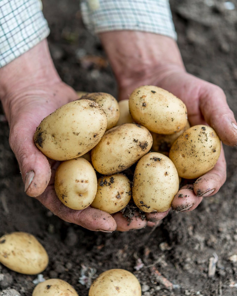 Meet Simon, our gardener! #fresh #vegetables #grown onsite #food <a href="/gbchefs/">Great British Chefs</a> @FeastNorfolk #foodchats <a href="/GWmag/">BBC Gardeners' World Mag</a> #NEW #Restaurant launching soon