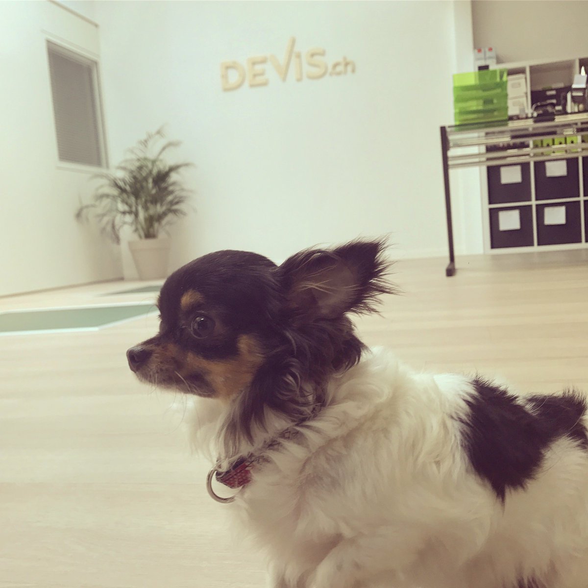 _devis_ch's tweet image. N'hésitez pas à passer dans les bureaux de Devis.ch à Nyon afin de découvrir notre équipe et la nouvelle responsable à l'accueil !