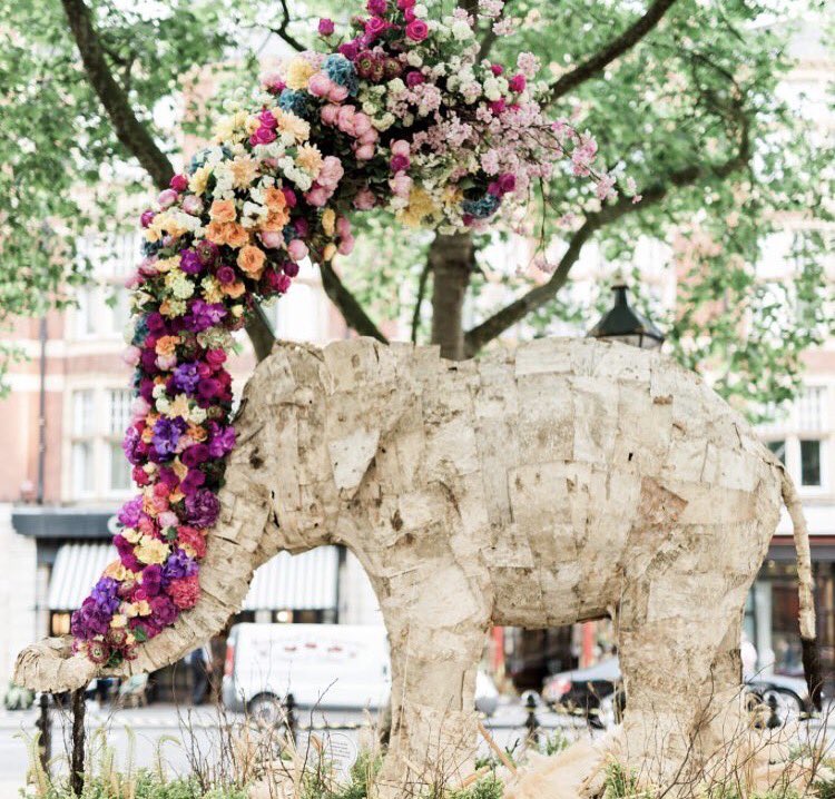 all4lovelondon's tweet photo. Have you seen our beautiful #Elephant on #SloaneSquare in support @elephantfamily? #ChelseainBloom #charity #flowers #elephantfamily https://t.co/HIQ85q3Itf