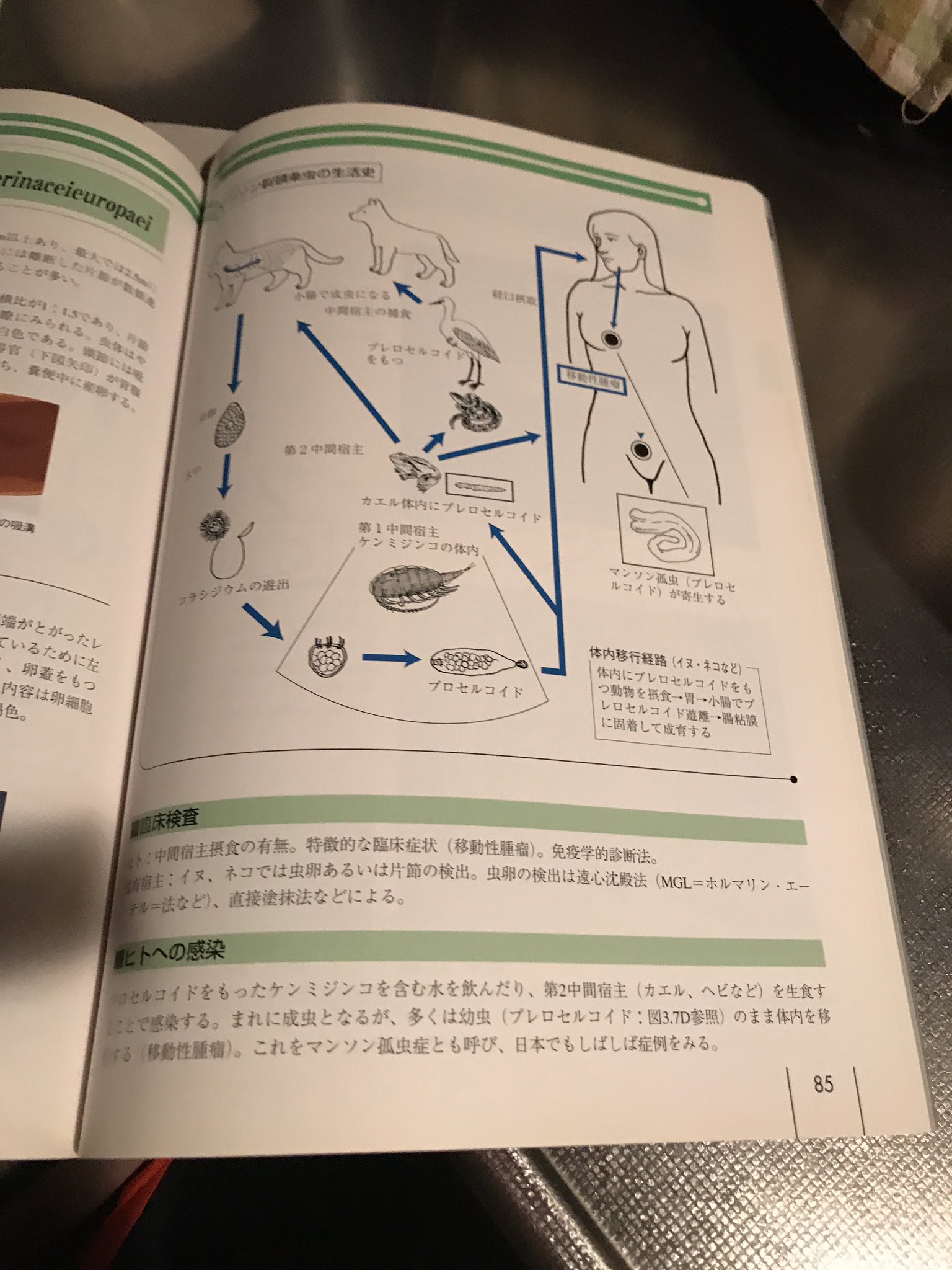 Npo 特定非営利活動法人 猫の森 公式 寄生虫のマンソン条虫ご存知ですか 海沿いにいる猫や カエル ヘビを捕食した場合にいます 通常のドロンタールの虫下しではダメです ドロンシットが服用タイプで効果的です 主治医から聞いた話しで 10年間で1度