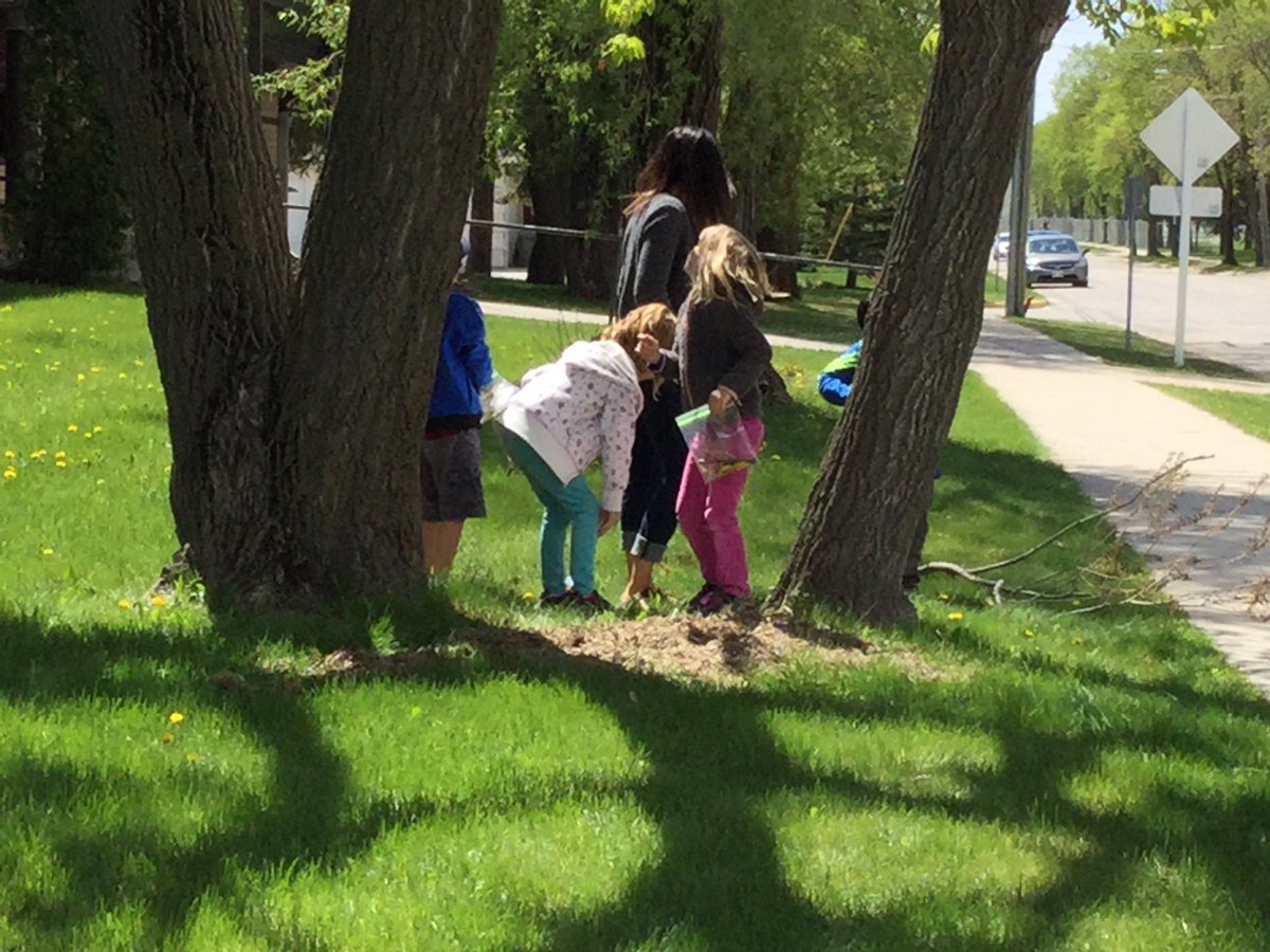 MsBottrell's tweet photo. Exploring outside! Our tree is growing leaves! #seshsd https://t.co/qJIP8L6kst