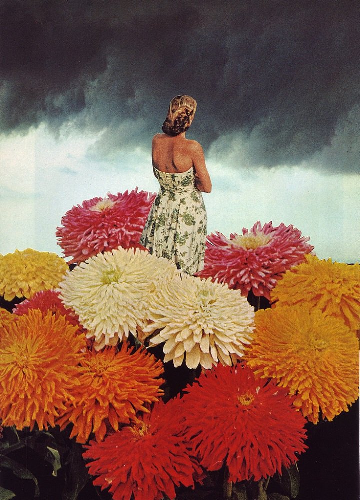 Flowers by Beth Hoeckel