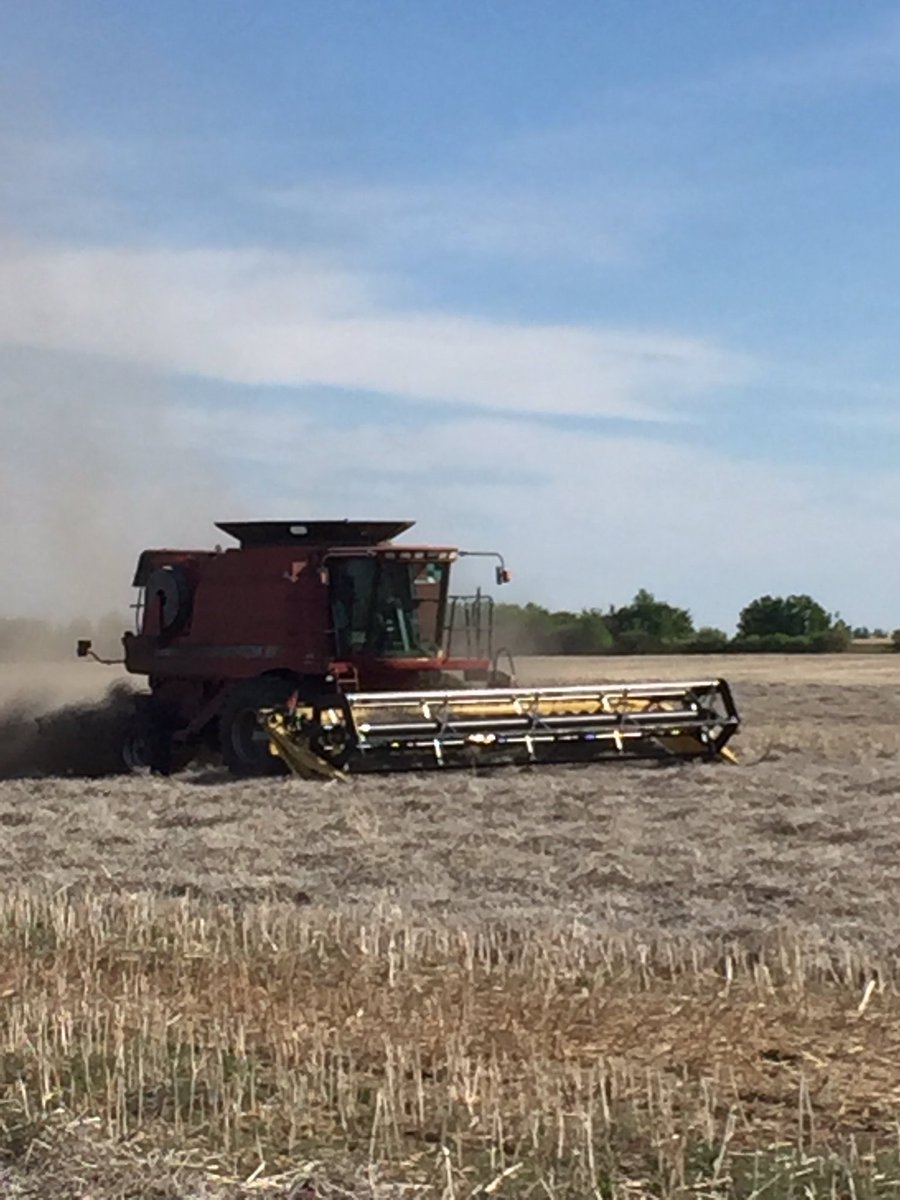 Believe or not, this is still a 38 bu L233P straight cut in May
