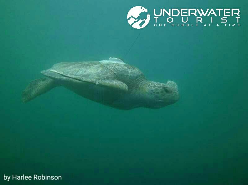 UWTourist's tweet photo. #turtleday this little guy was found in #lajolla.  #underwaterphotography by Harlee Robinson #onebubbleatatime #scuba #scubadiving https://t.co/JMfkGe7Zxc