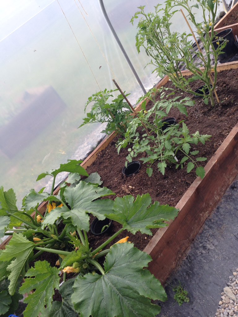 thai_gardens's tweet photo. Thank you for the tour of our school garden today! Learning a lot! :) @Ramsgrange_CS @giyireland  @cullyandsully https://t.co/0B1pTyyAeI