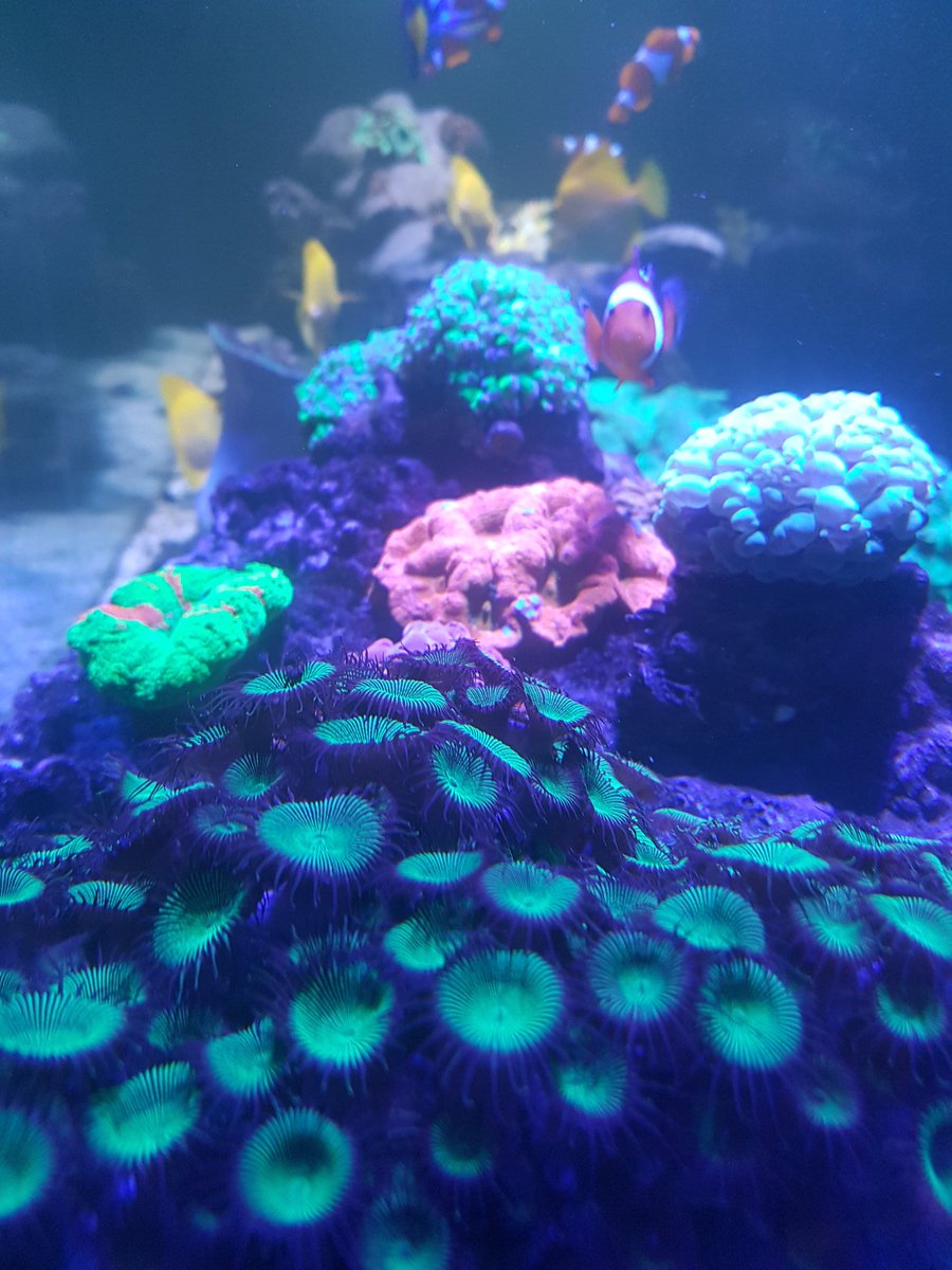 Seranaya_'s tweet photo. The best and most beautiful kind of animals.  My pride and joy tank. #ReefLife #ReefJunkie #CoralLife #CoralReef https://t.co/yeqMTxFnjG