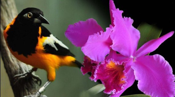 VzlaNatural's tweet photo. #23May Tal día como hoy fue declarada la Orquídea y el Turpial como flor y ave Nacional de Venezuela https://t.co/TBI0MA7cCz