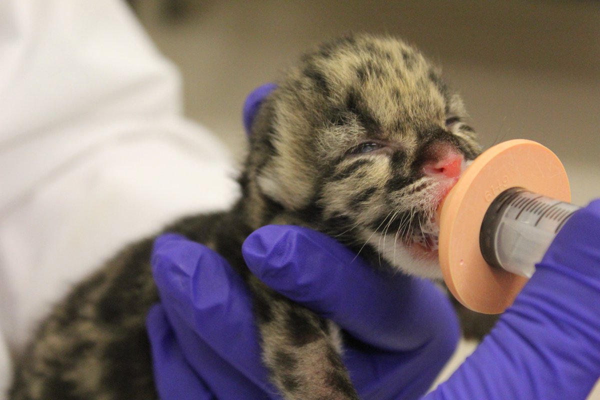TheTorontoZoo's tweet photo. The Toronto Zoo is proud to announce the healthy births of
snow leopard, clouded leopard and cheetah cubs ! https://t.co/XTduQiFNtb https://t.co/QZ0Lf2PA1E