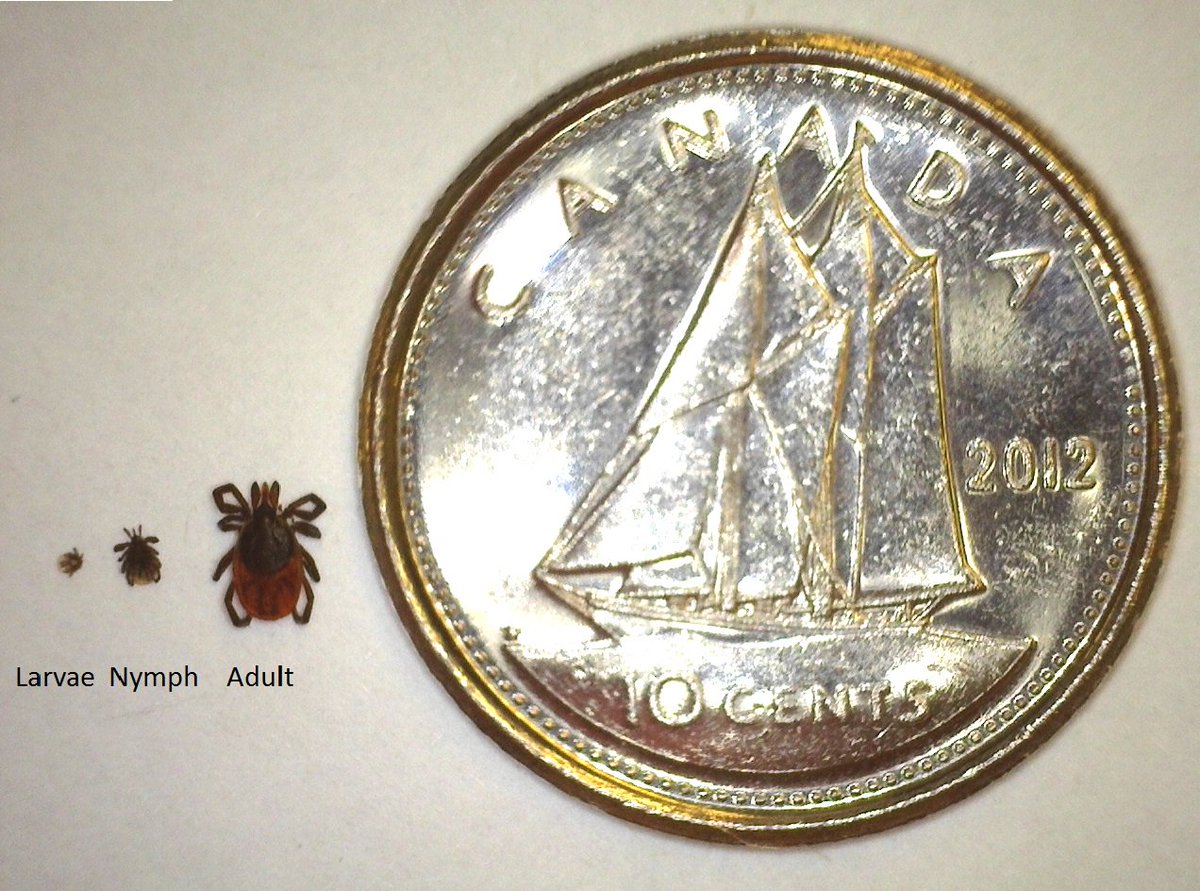 TOPublicHealth's tweet photo. #LymeDisease symptoms can start 3 days - 1 month after a bite from an infected tick. Know the signs: https://t.co/zl3PagKGrs https://t.co/eNT2b6ebNd