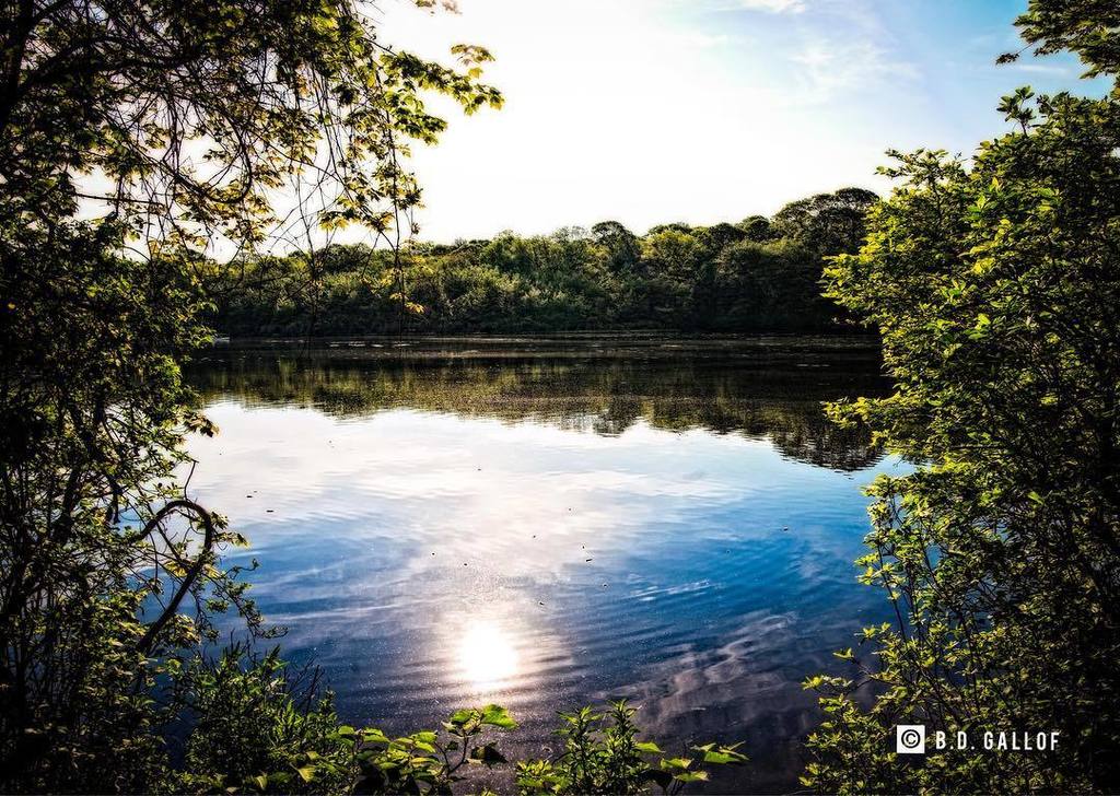 BDGallof's tweet photo. Sunshine on a Spotless Mind - Millers Pond, Smithtown, Long Island - #spring #may #smithtown #longisland #explorel… https://t.co/DwLSlU8IS0 https://t.co/XBSO1vONE5