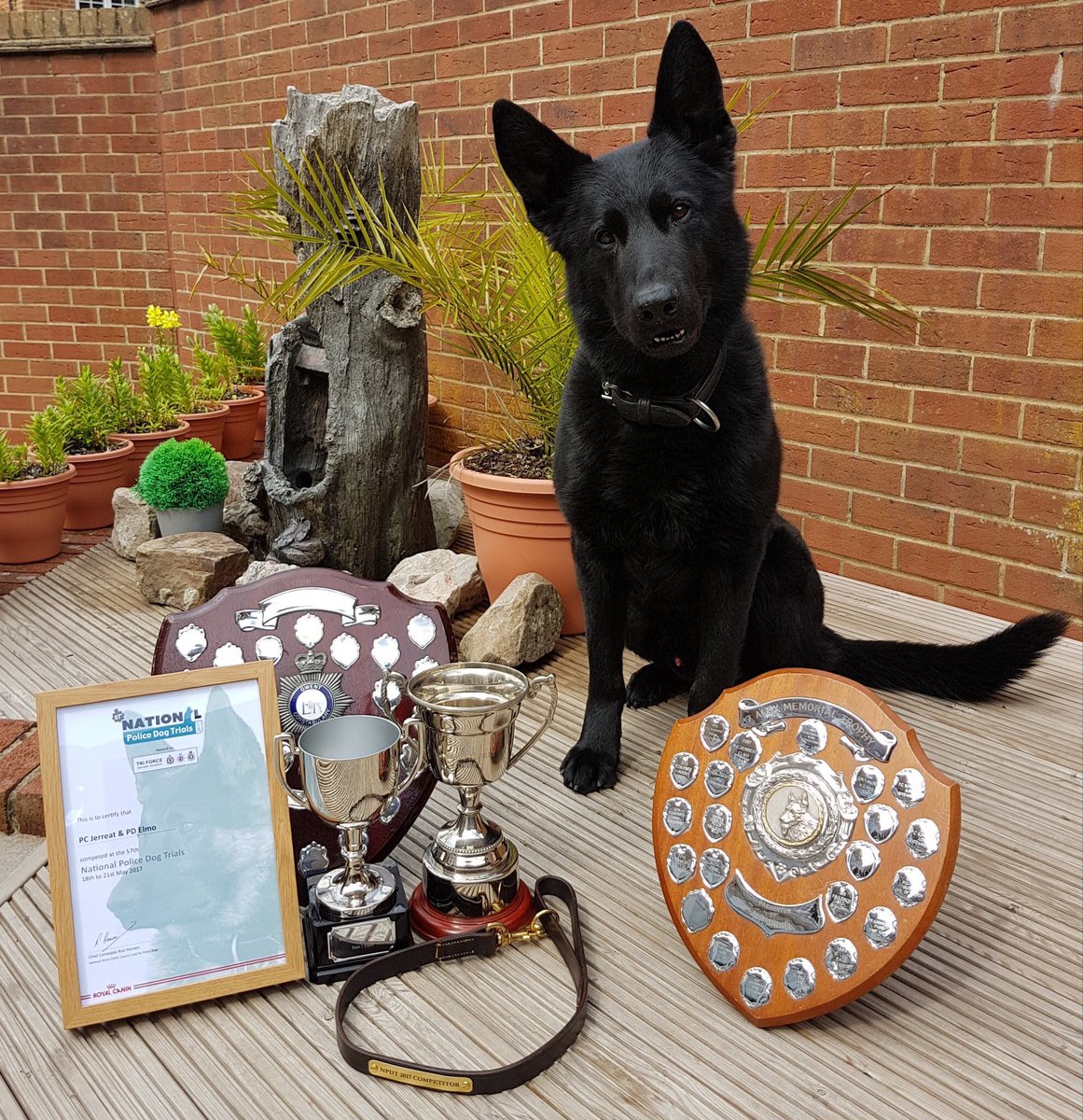 NPDT Tri Force 2017 tweet media