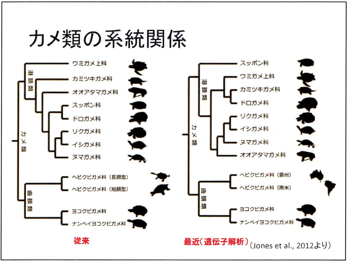 須田葦也 カメの分類 爬虫綱カメ目 首の形状から見ると進化は進んでいるが 遺伝子から見ると原始的 リクガメの中で スッポンは多様性がある ゾウガメのようなスッポンもいる