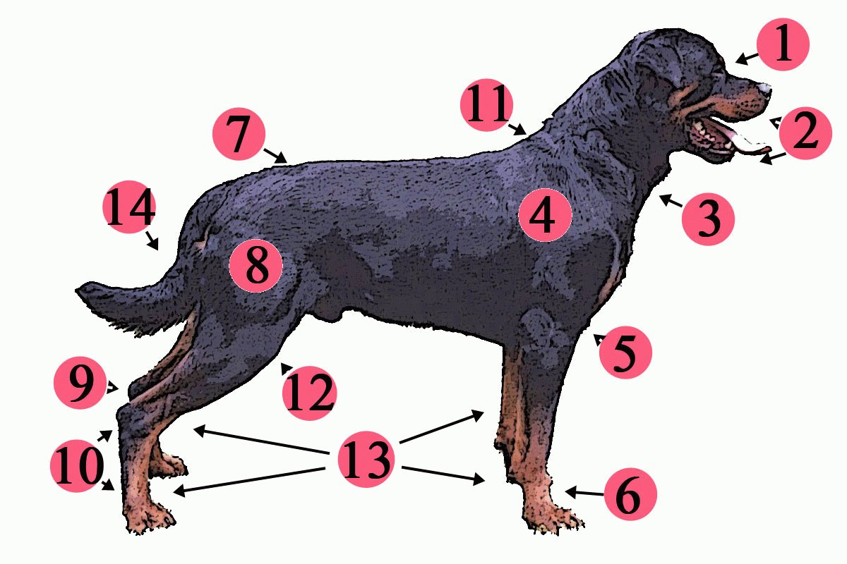 SlideshowX91's tweet photo. #dog_ anatomy 😈😈😈😈 https://t.co/nUDNylm7fE