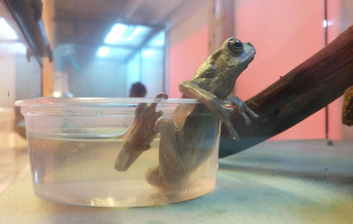 Josh's Frogs on Twitter "Frog Jacuzzi anyone? Come on in, the water's