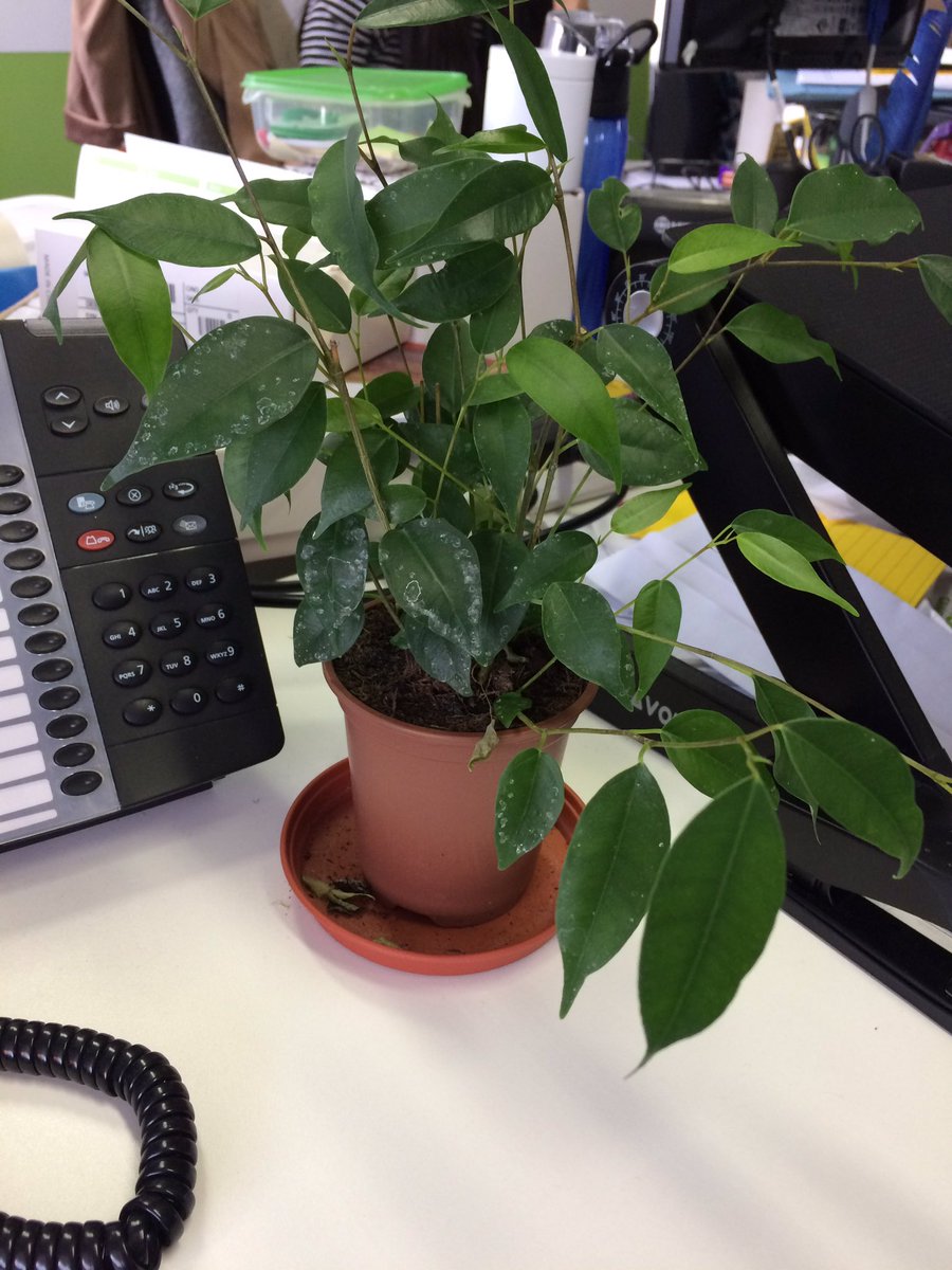 Loving my new desk plant #moveandbloom #ngs90 @NGSOpenGardens