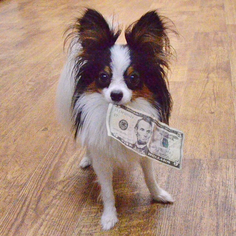 nycdogtrainers's tweet photo. Money Shot #papillon #retriever ❤️Marty https://t.co/BWTvO5l58v