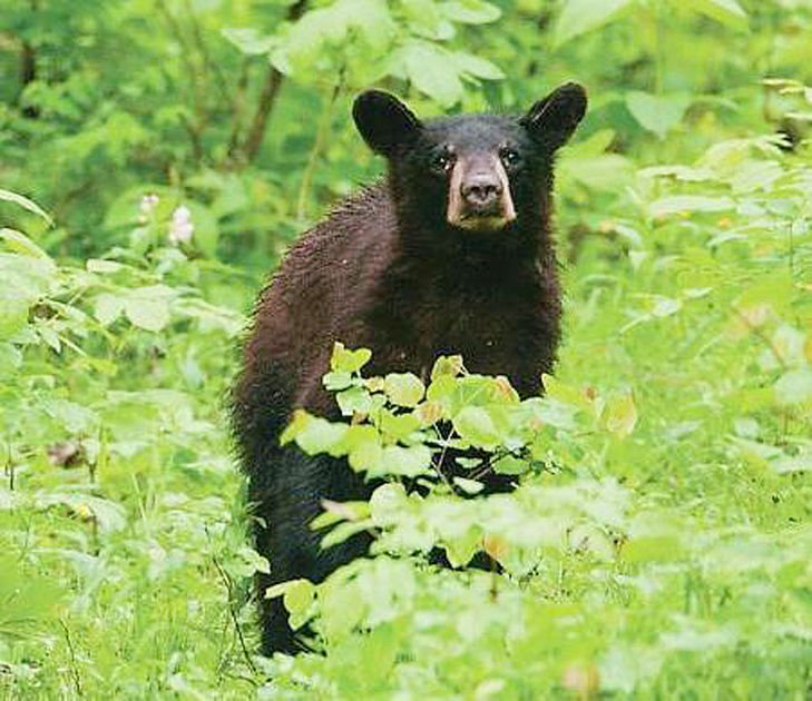 CS_Outdoors's tweet photo. Be bear aware! #Missouri #BlackBears #Outdoors #Spring
https://t.co/T2Qb0IAAul https://t.co/cq0yKZJi4B