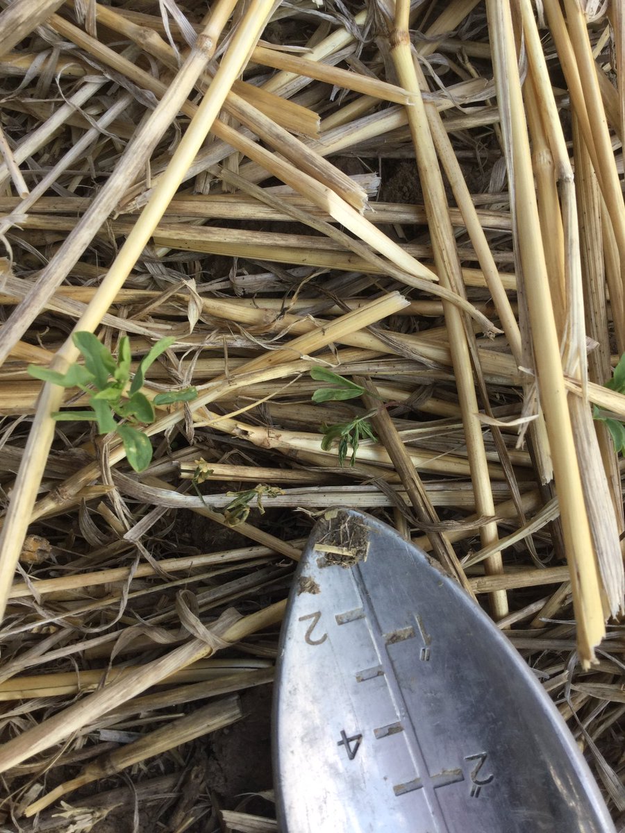 MLeppa's tweet photo. They're back! Not near as heavy as last year but they are around #scout17 https://t.co/DtZ2kDQ2vH