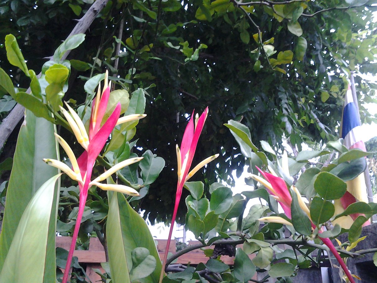 goolwadee's tweet photo. @TRiCK_bot My dear,they are your grower up Birds of Paradise . New ones will come soon . https://t.co/hv0ffEcy2y