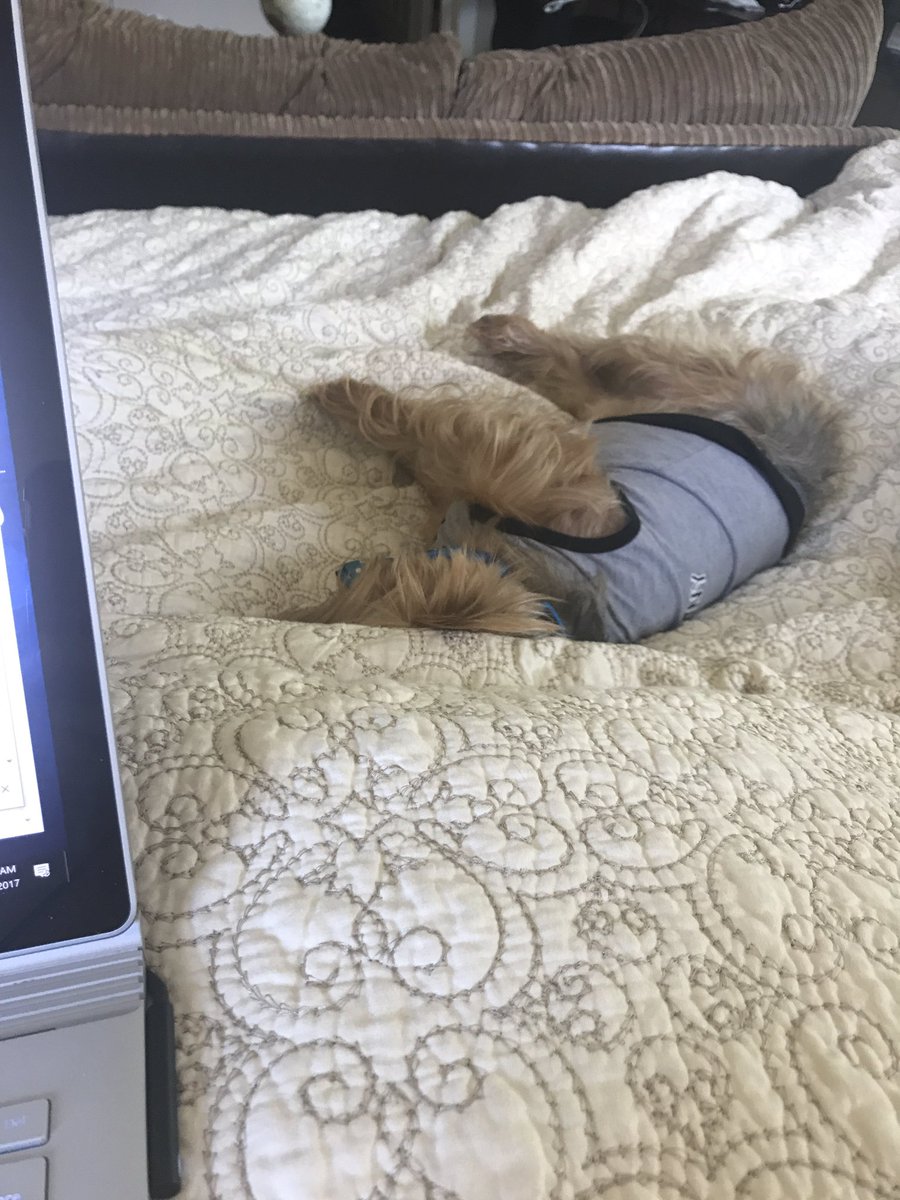 MrsLuclin's tweet photo. Working from my bed and this guy is my view. What's your view look like right now? #CountdownToSurgery - 7 more days! https://t.co/DFf0MRuEnL