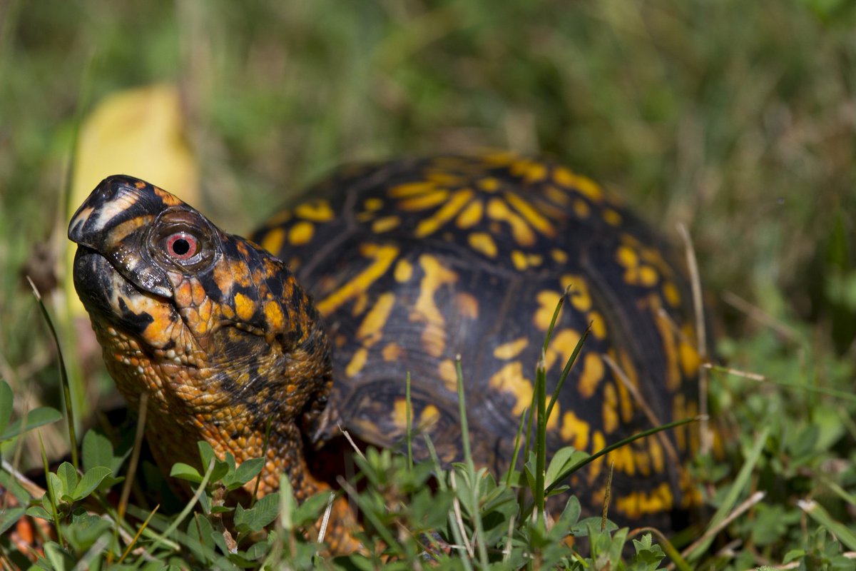 SierraClub's tweet image. Happy #WorldTurtleDay! Here's a cute eastern box turtle, courtesy of @ShenandoahNPS. 🐢