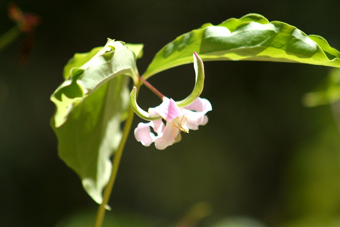 Where and when to see wildflowers on the trail: bit.ly/2qLK35h by <a href="/wastro/">Matt (he/him)</a>