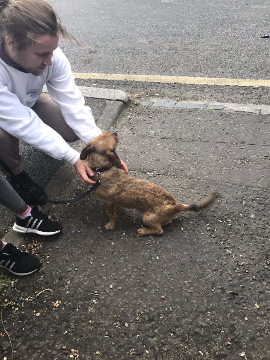 Slothchops's tweet image. Found this #lostdog near the pelton in #greenwich. Safe &amp;amp; sound. Collar but no tag @MisterGreenwich @Wandercrust_LDN @GreenwichStuff