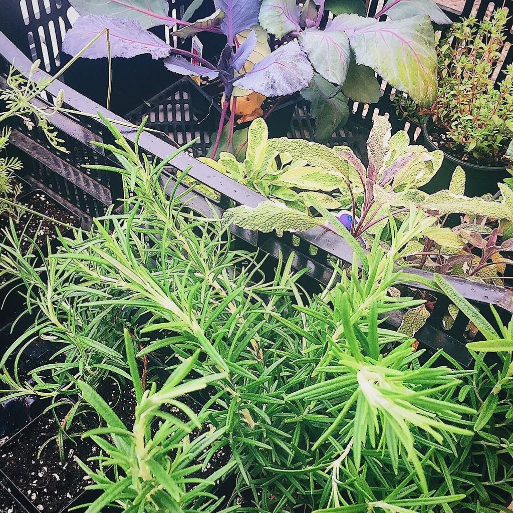 We're sharing images on Instagram @hamiltonlauraville. Check out our latest post:ift.tt/2rO45KY