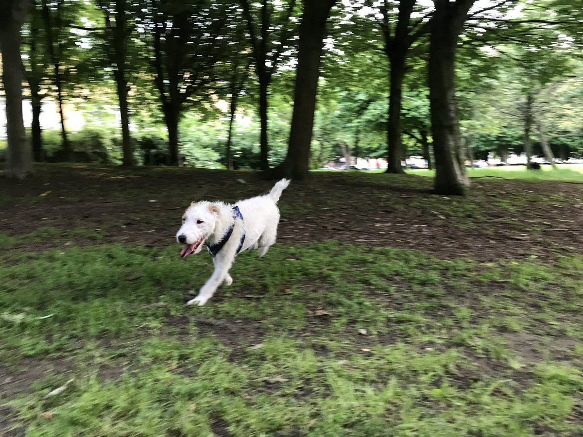 HowardsWayOut's tweet photo. I love Rosemary Gardens! #LoveLondon #HowardsEndz @BeThatDog https://t.co/DrmzTn4HeR