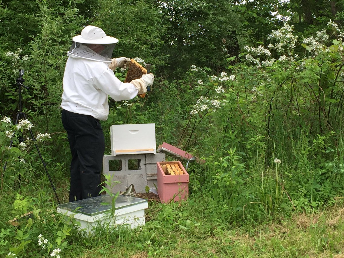 JuneParkinson1's tweet photo. #beekeeping https://t.co/dTnEqor9fO