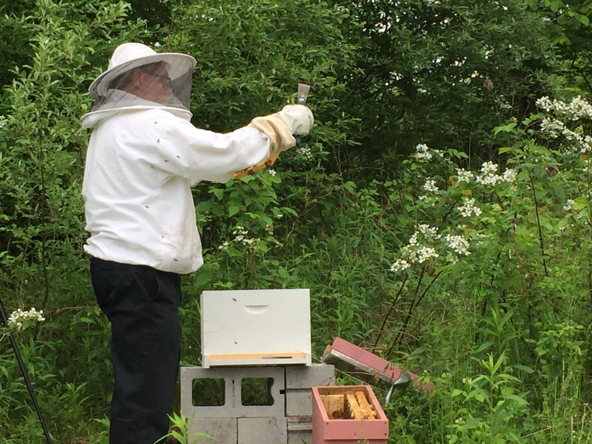JuneParkinson1's tweet photo. #beekeeping https://t.co/dTnEqor9fO