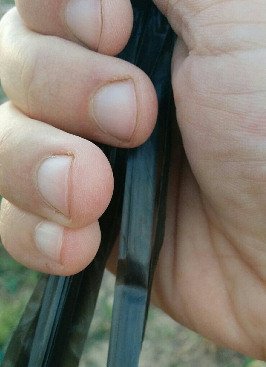 elceboolla's tweet photo. Cinta de #rafia sintética para #entutorar: resistente, ligera y de fácil uso, ideal para #horticultura. #NO biodegradable. ¿La utilizas? https://t.co/4HfCTel4YN