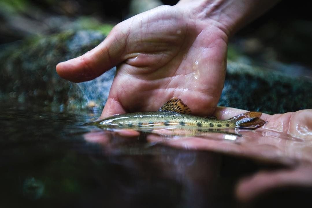 arciris_fish's tweet photo. Enjoy fishing this week👏👏👏                                             @katiecahn https://t.co/dt6qbK8zRK
