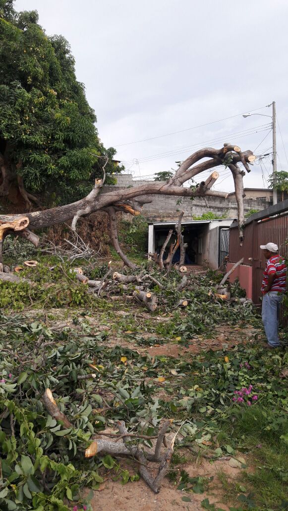 RepollitaForero's tweet photo. @panamamunicipio  ayer la junta comunal de juan diaz djaron stos troncos así, dijeron q venian hoy y nada de nada. https://t.co/SikV8aNSrR